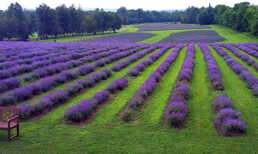 Bleu Lavande - condos à louer
